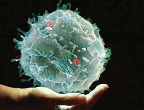 Komórki<br>macierzyste